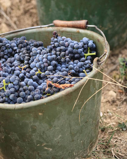 Wilhelmshof Blanc de Noir Sekt brut