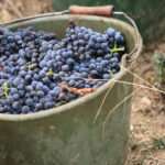 Wilhelmshof Blanc de Noir brut