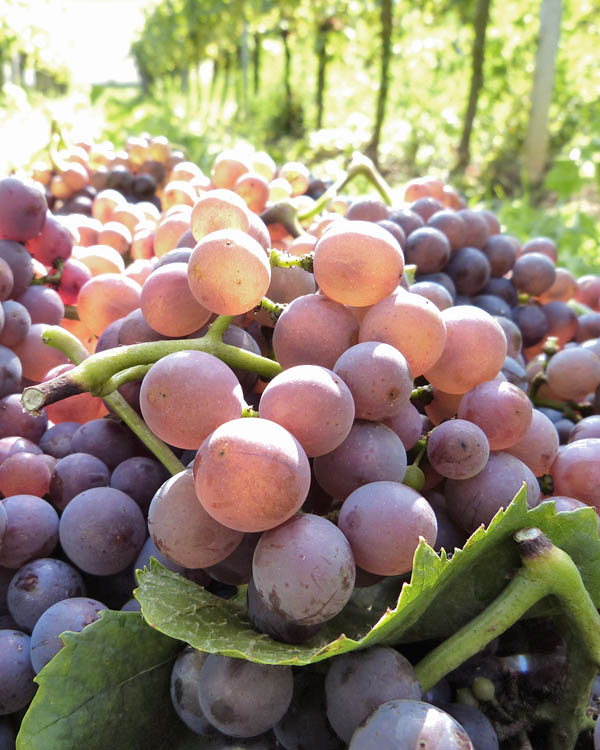 Wilhelmshof Grauburgunder Muschelkalk trocken 2020