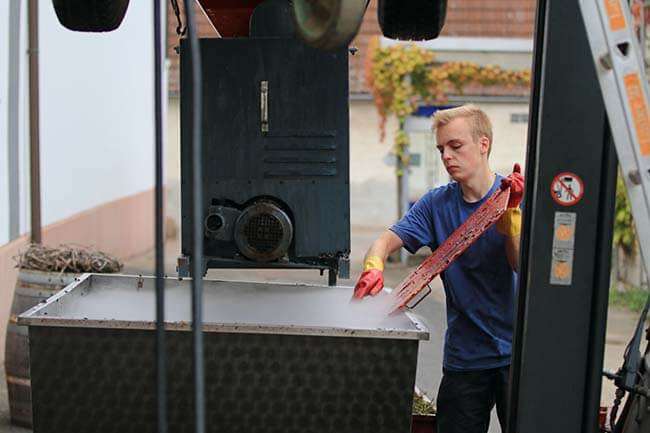 Entrappen der Trauben im Wilhelmshof.